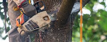  Newport, TN Tree Care Pros