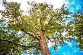 Best Tree Removal  in Newport, TN