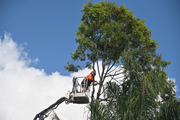 Best Root Management and Removal  in Newport, TN