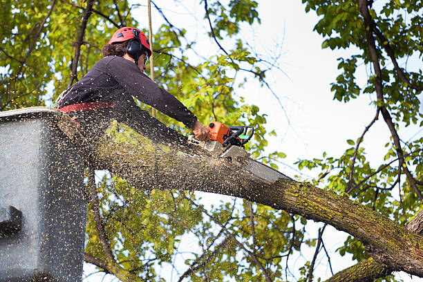 Best Hazardous Tree Removal  in Newport, TN